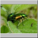 Chrysolina herbacea - Blattkaefer 01.jpg
